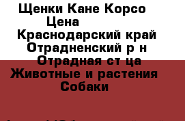 Щенки Кане Корсо  › Цена ­ 10 000 - Краснодарский край, Отрадненский р-н, Отрадная ст-ца Животные и растения » Собаки   